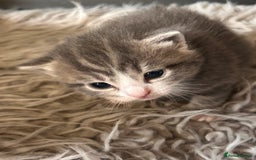 British Longhair cats for sale: British blue cross ragdoll kittens - Image 11