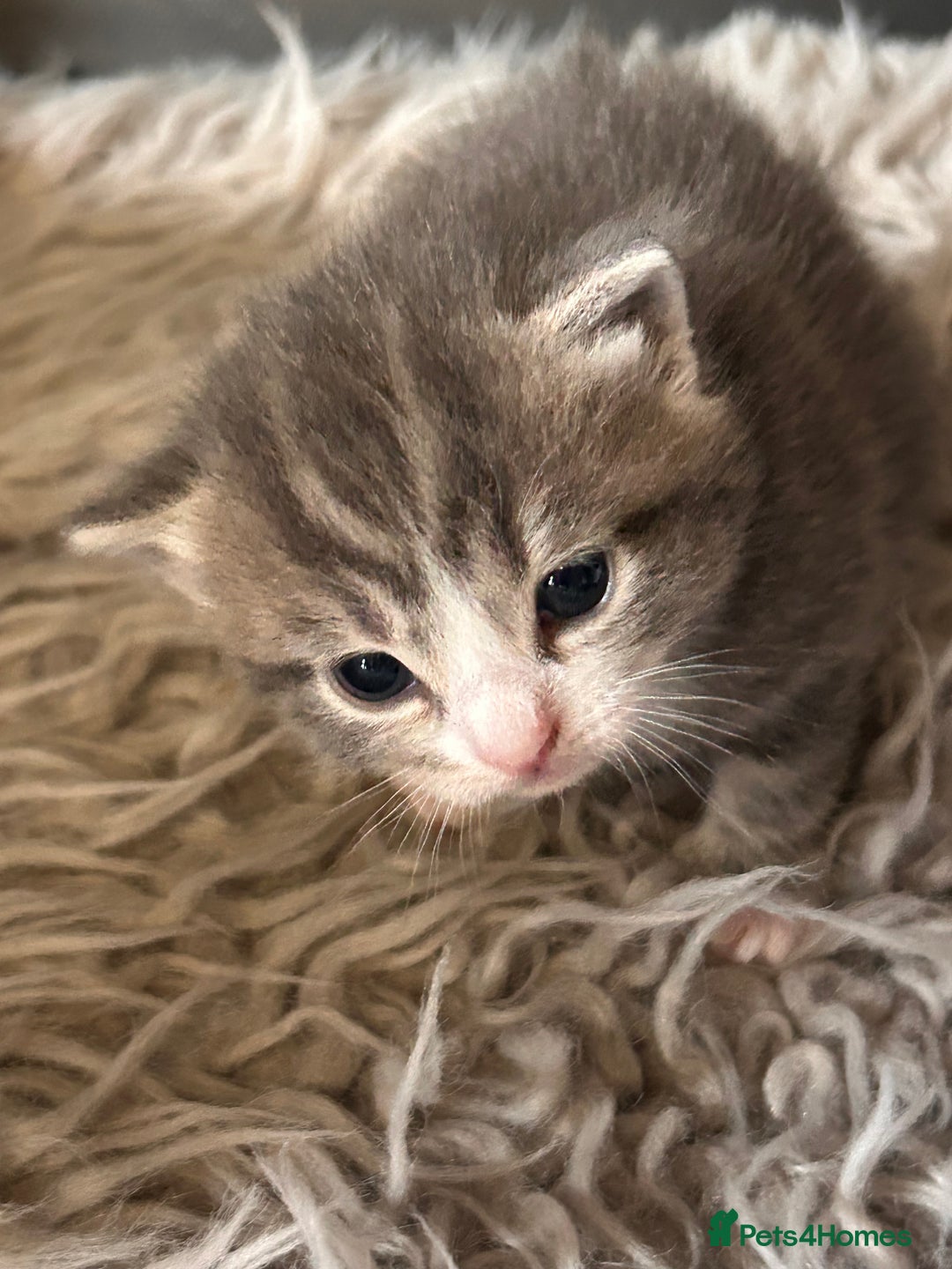 British Longhair cats for sale: British blue cross ragdoll kittens - Image 11