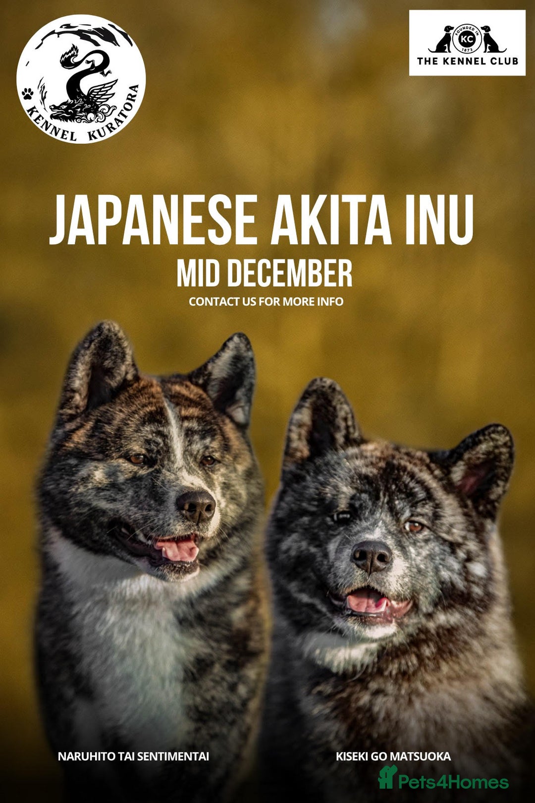 Japanese Akita Inu dogs for sale: Pure Breed Jepanese akita INU - Advert 5