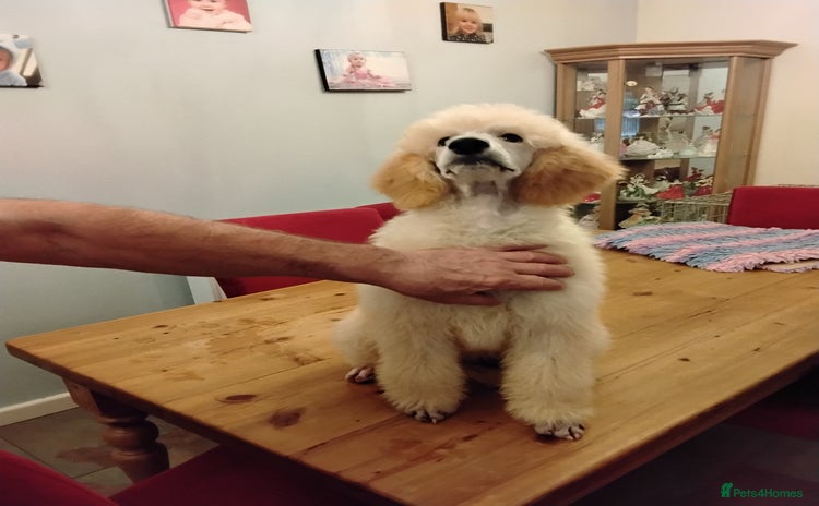 Standard Poodle dogs - Advert 11