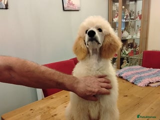 Standard Poodle dogs - Advert 3