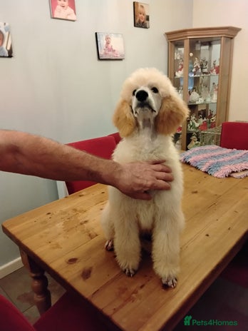 Standard Poodle dogs - Advert 7