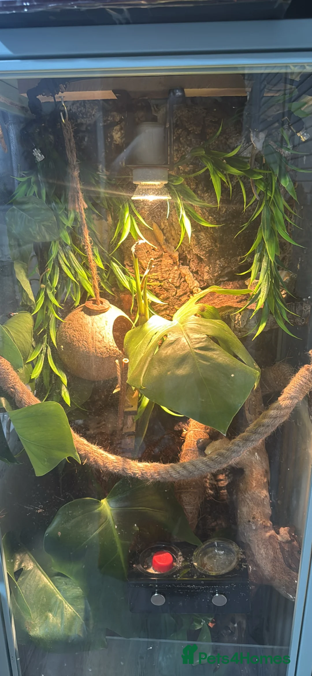 Gecko reptiles for sale: CRested gecko complete with bio active setup in Basingstoke - Advert 2