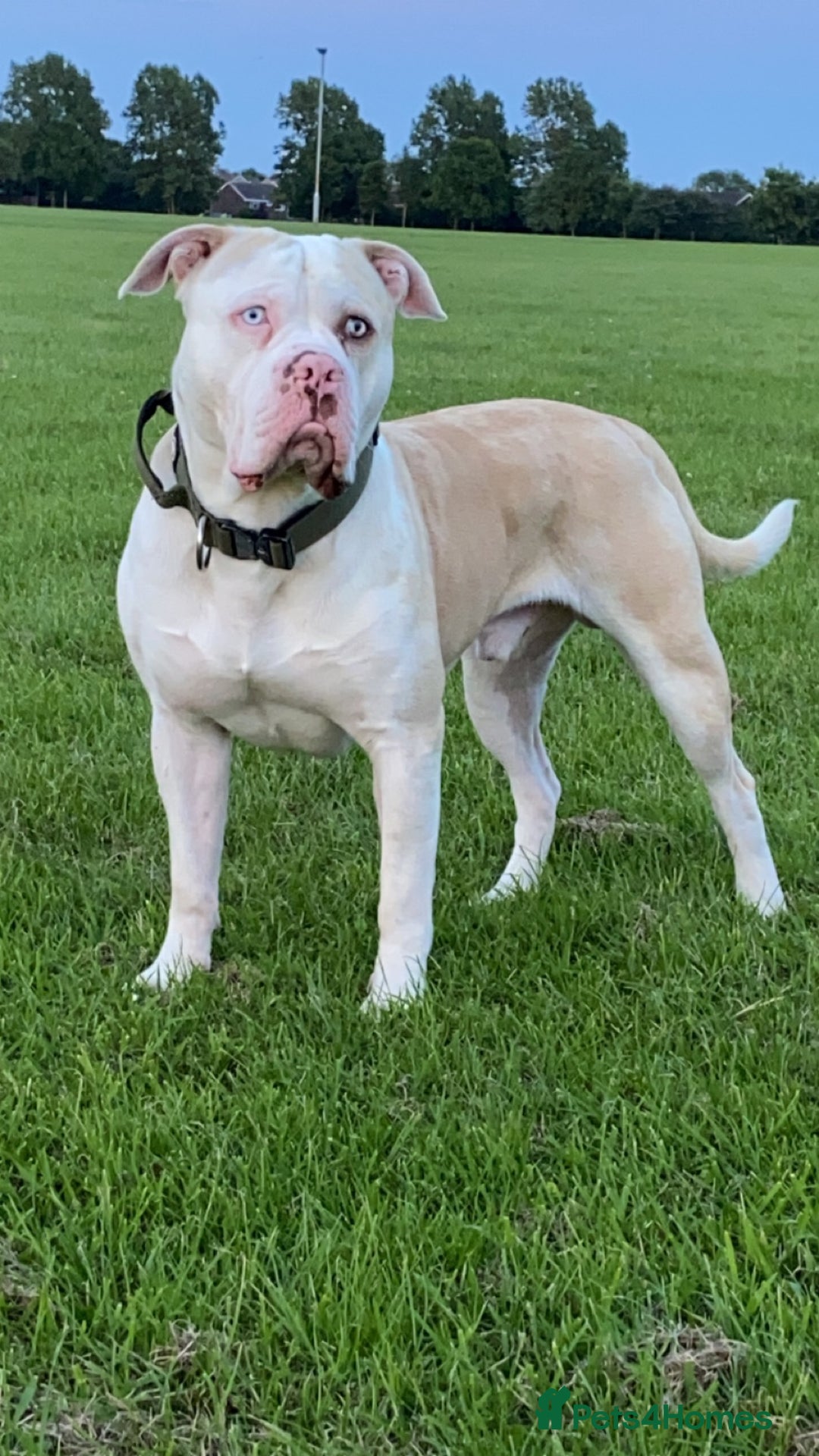 Alapaha Blue Blood Bulldog dogs for stud: Alapaha blue blood bulldog - Advert 16