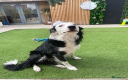 Border Collie dogs for sale: Border Collie  - Image 5