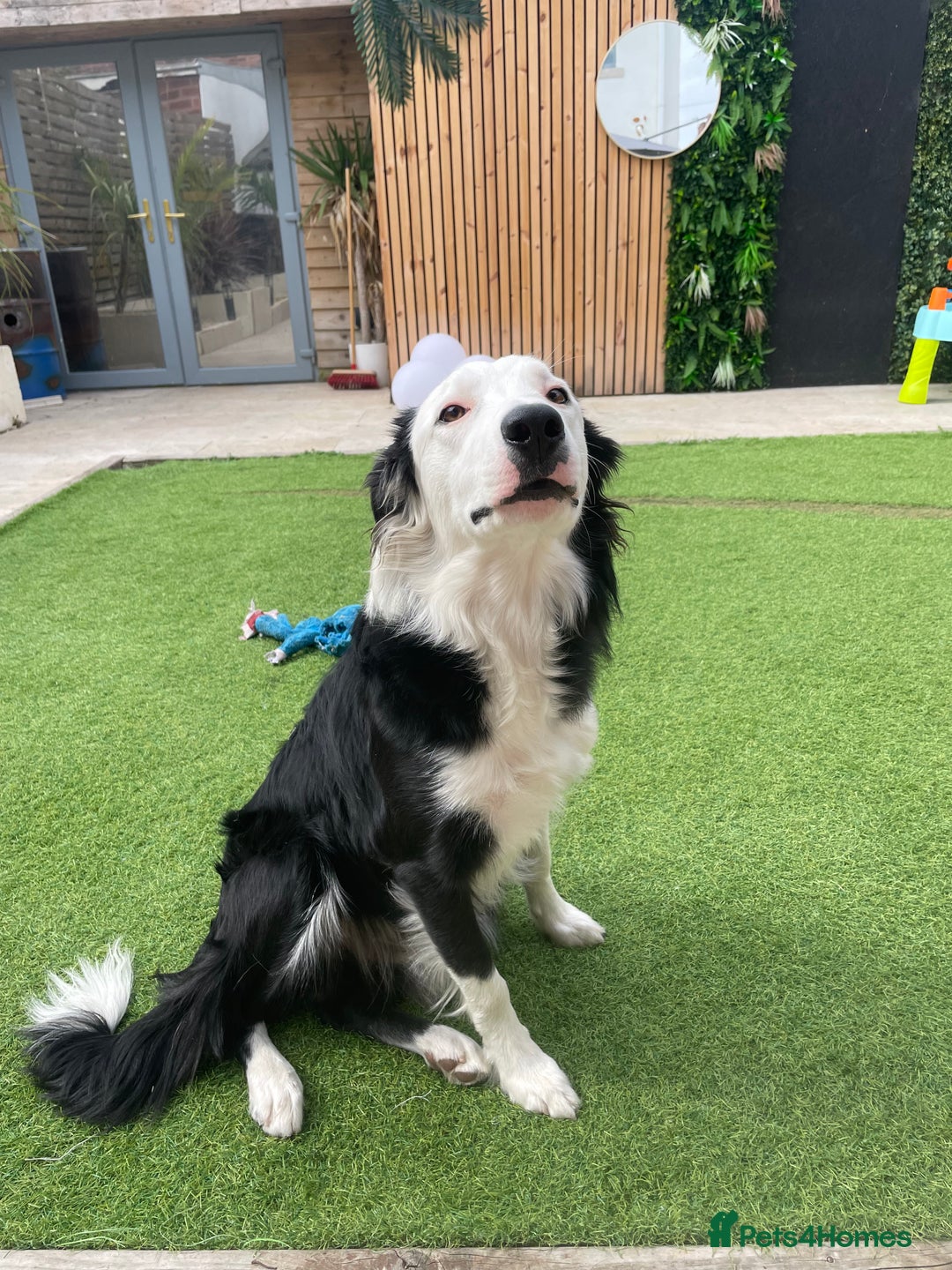 Border Collie dogs for sale: Border Collie  - Image 5