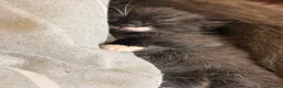 Mixed Breed cats for sale: Two gorgeous kittens looking for 🏡 in Seaham - Advert 13
