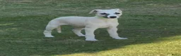 Whippet dogs for sale: Beautiful KC Whippet boy Puppy  - Advert 21
