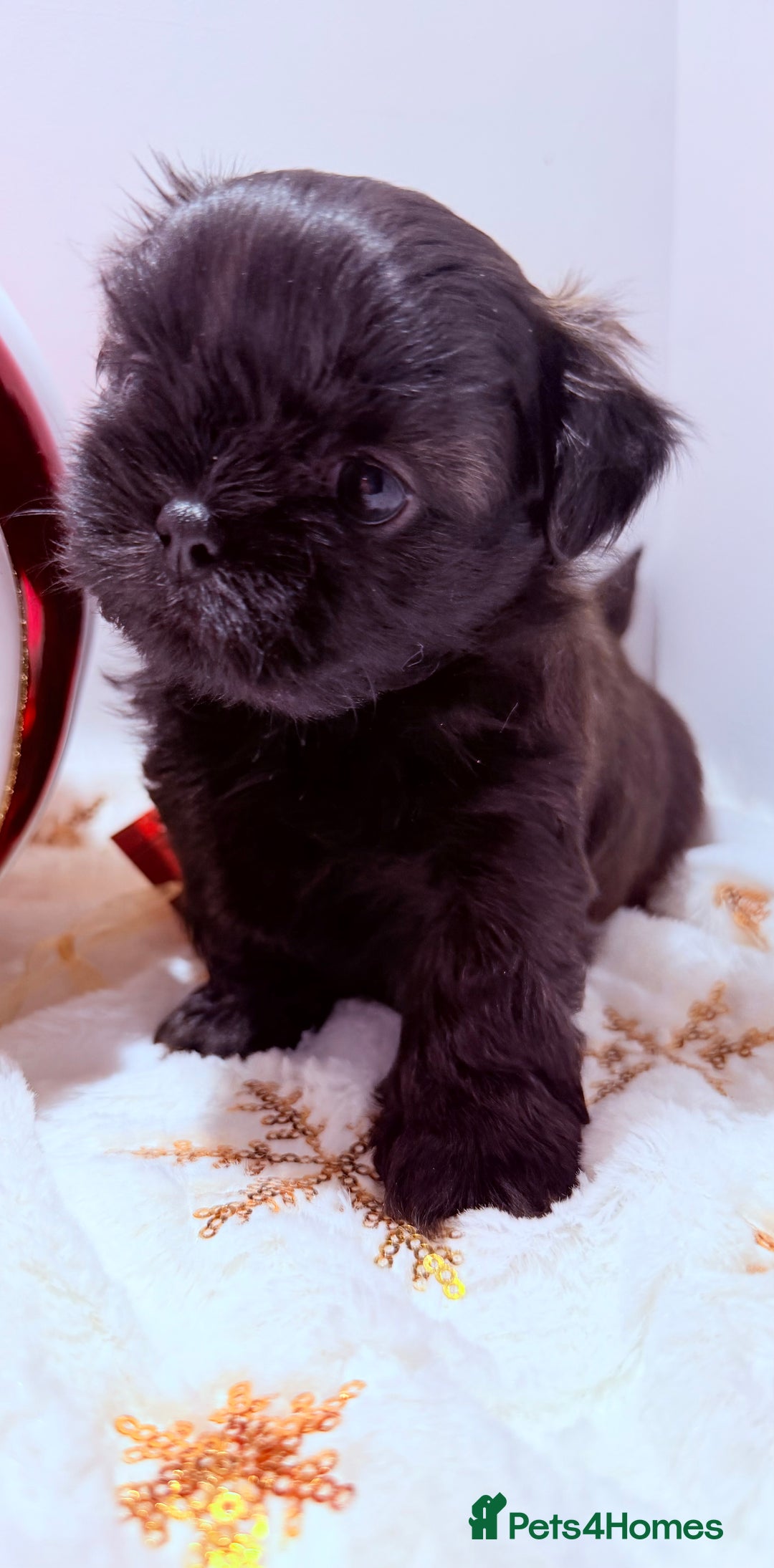 Shih Tzu dogs for sale: 3x Beautiful Pedigree Imperial Shih Tzu Girls - Advert 11