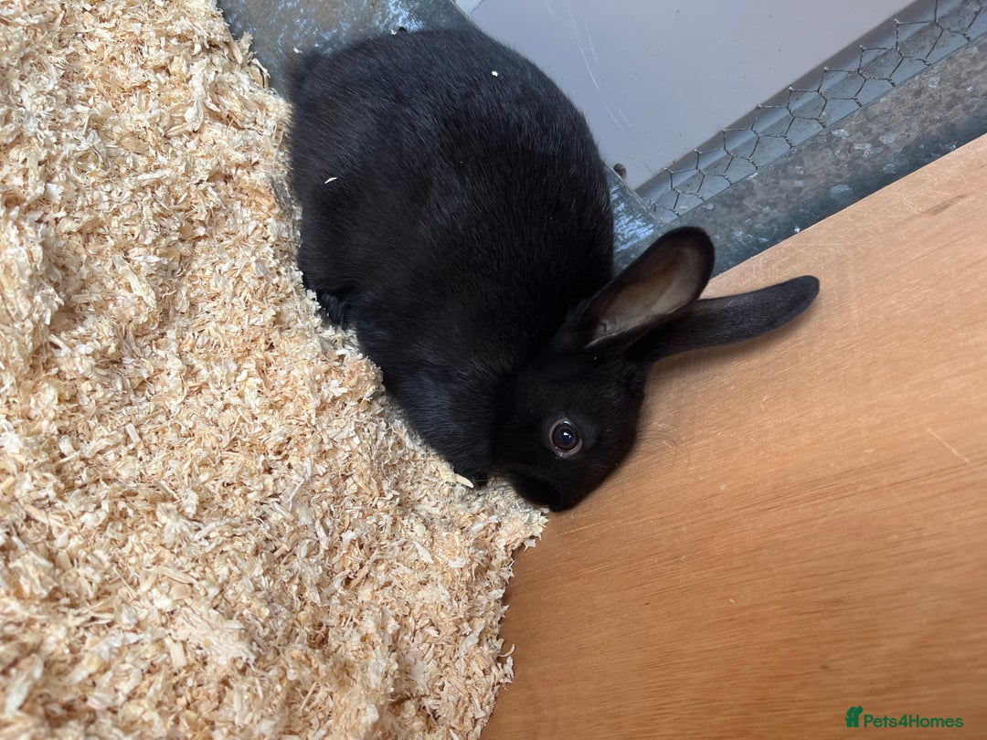 Mixed Breed rabbits for sale: 6 mixed breed black rabbits  - Image 3