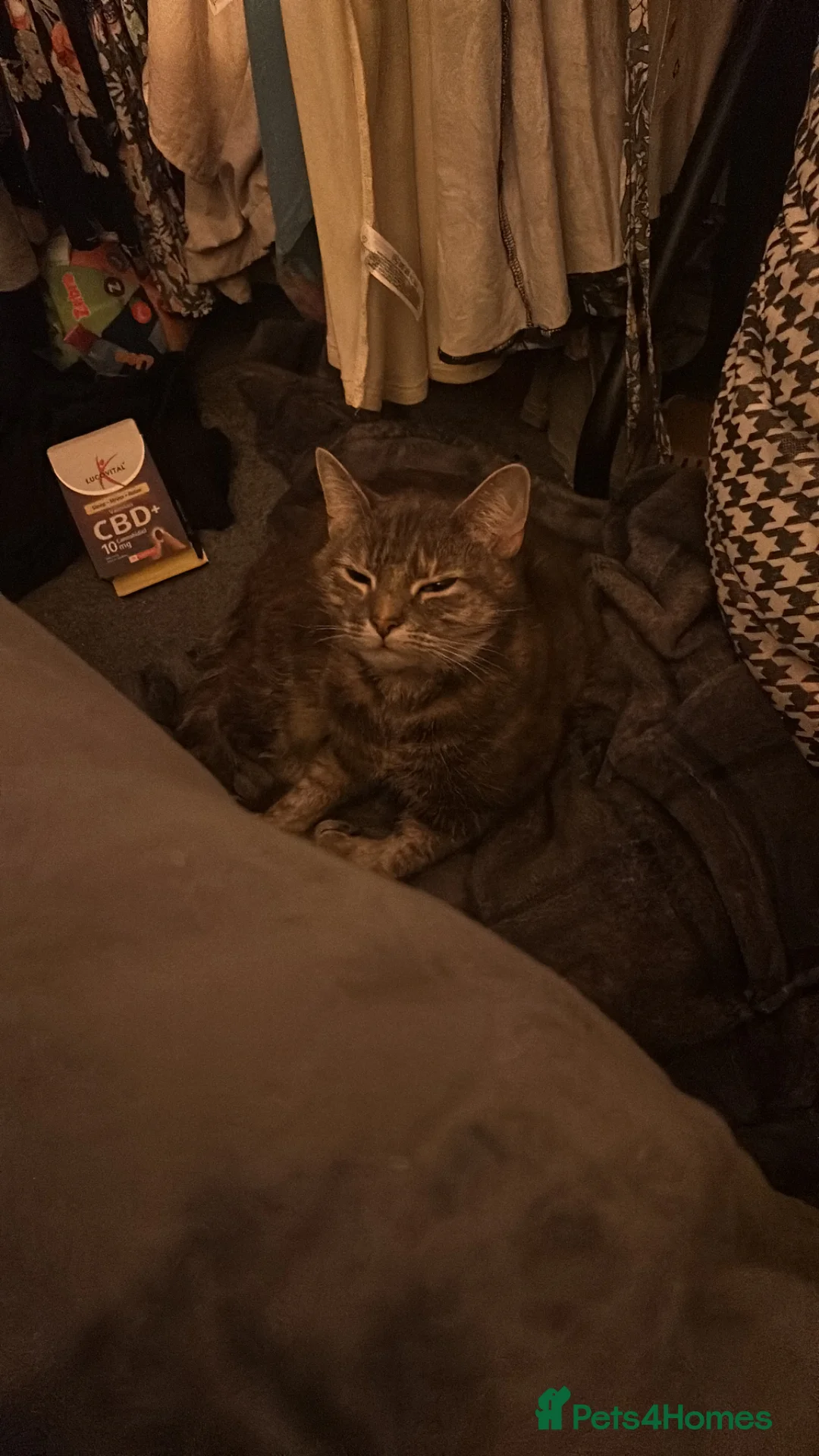 Mixed Breed cats for sale: Tinkerbell  in Chelmsford - Advert 1