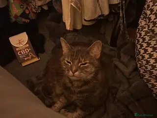 Mixed Breed cats Tinkerbell - Advert 1