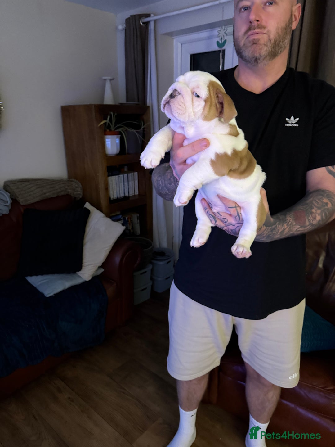 English Bulldog dogs for sale: British Bulldog Puppy for sale - Advert 3