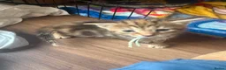 Norwegian Forest Cat cats for sale: 3 stunning half Norwegian kittens left - Advert 26