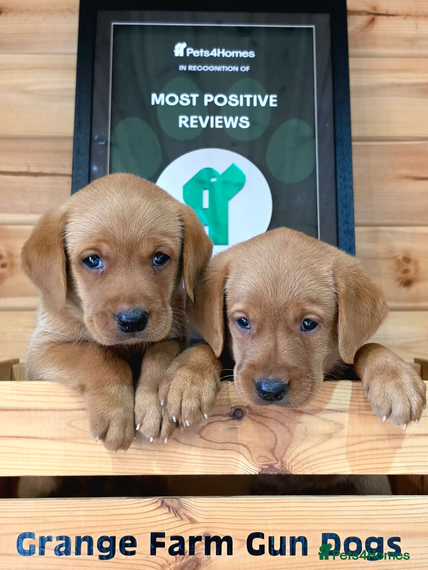 Labrador Retriever dogs 2 BEAUTIFUL CHUNKY KC REG FOX RED LABRADORS - Advert 1