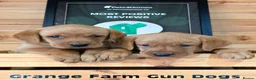 Labrador Retriever dogs for sale: 2 BEAUTIFUL CHUNKY KC REG FOX RED LABRADORS - Advert 1
