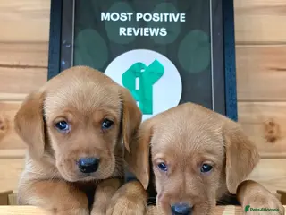 Labrador Retriever dogs 1 BEAUTIFUL CHUNKY BOY KC REG FOX RED LABRADORS - Advert 1