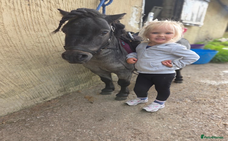 Shetland pony horses - Advert 2