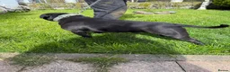 Staffordshire Bull Terrier dogs for stud: Proven Stunning Stud (Staffordshire bullterrier)' - Advert 5