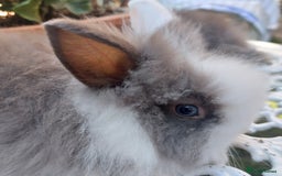 Lionhead rabbits for sale: PUREBRED DOUBLE/TEDDY LION HEAD BABIES  - Image 20