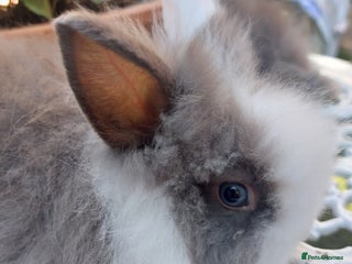 Lionhead rabbits - Advert 5