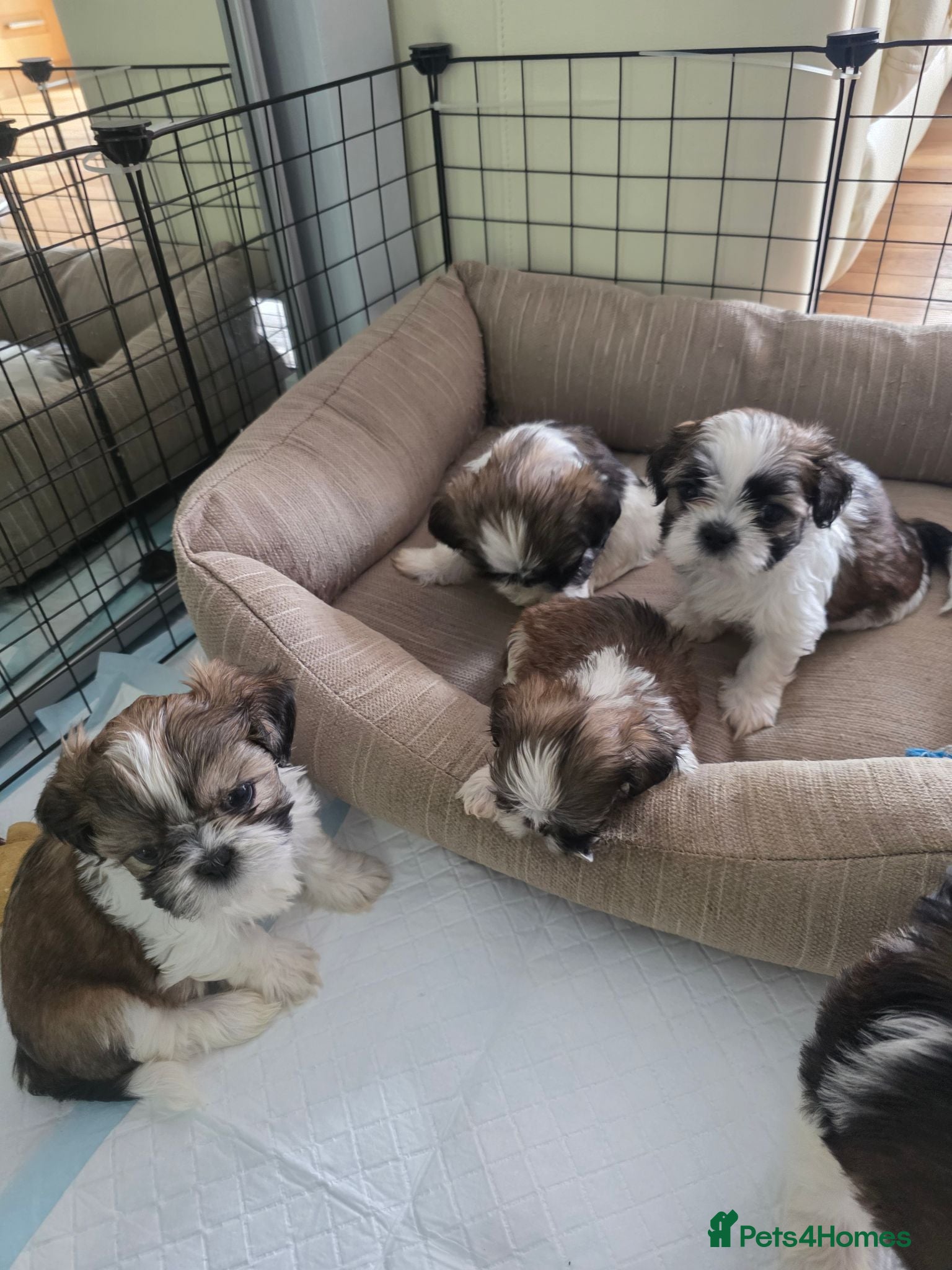 Shih Tzu dogs Shih Tzu puppies for sale - Advert 2