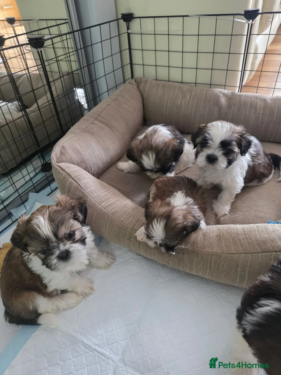 Shih Tzu dogs for sale: Shih Tzu puppies for sale in London - Advert 2