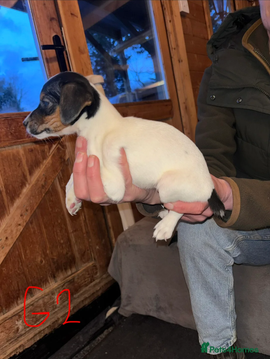 Jack Russell dogs for sale: 2 lovely small girls  - Advert 8