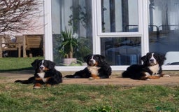 Bernese Mountain Dog dogs for stud: Proven KC registered Bernese Mountain Dog for Stud - Image 5