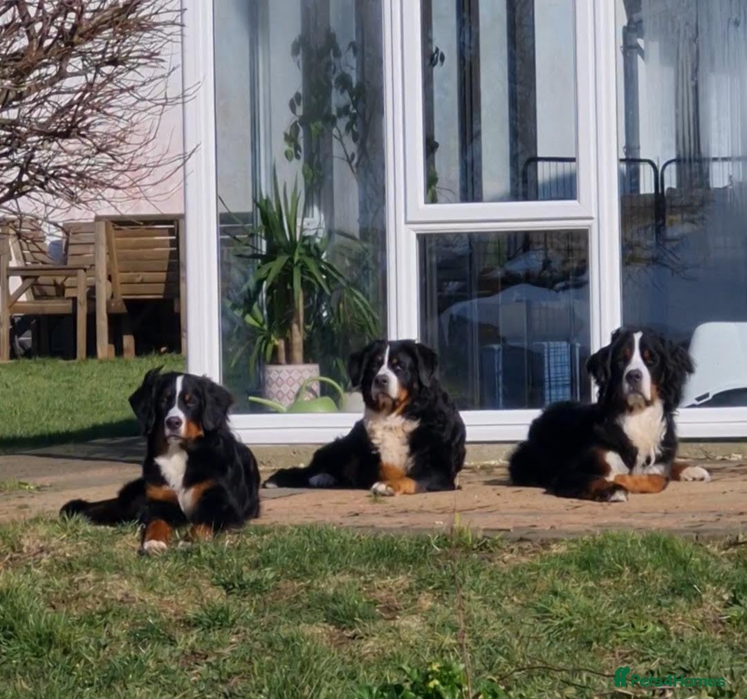 Bernese Mountain Dog dogs for stud: Proven KC registered Bernese Mountain Dog for Stud - Image 5