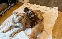 Mixed Breed dogs for sale: Bullpei puppies  - Image 11