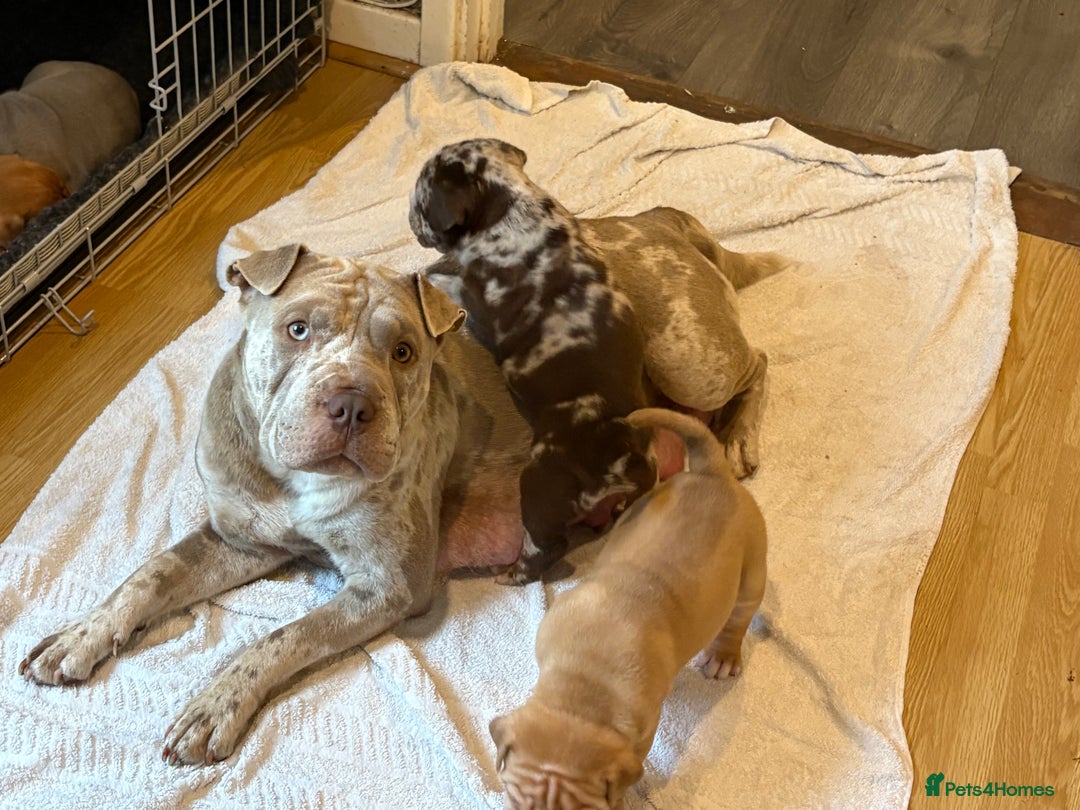 Mixed Breed dogs for sale: Bullpei puppies  - Image 11