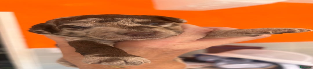 Miniature Poodle Puppy 1