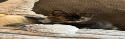 Mixed Breed cats for sale: 2 Beautiful Kittens for sale  - Advert 2