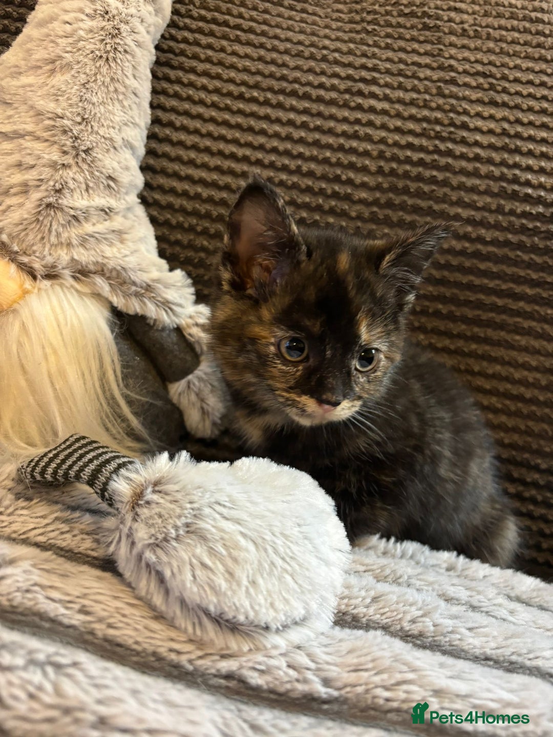 Mixed Breed cats for sale: 2 Beautiful Kittens for sale  - Advert 2