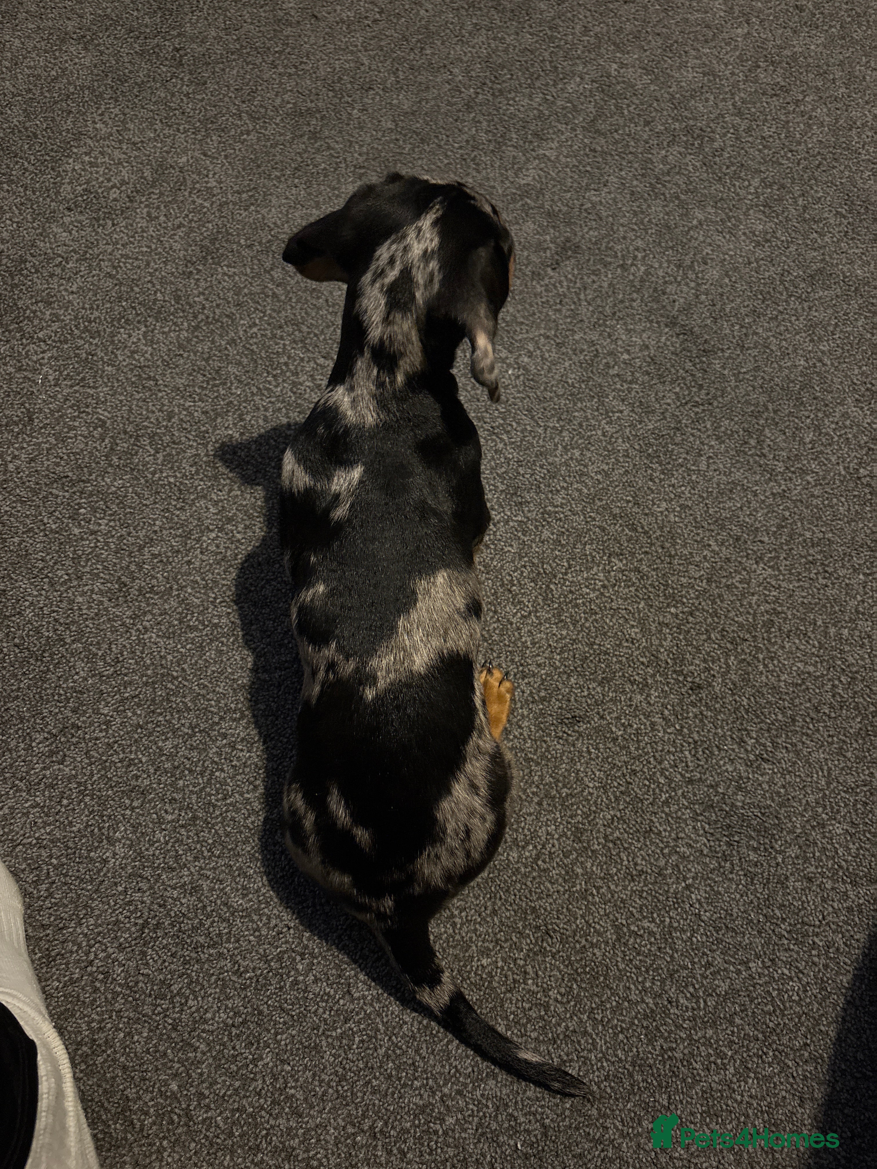 Miniature Dachshund dogs Dapple girl - Advert 3