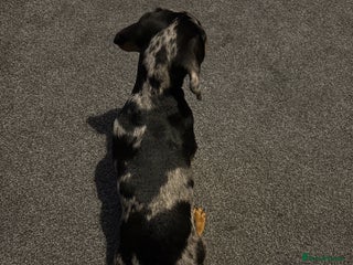 Miniature Dachshund dogs Dapple girl - Advert 1