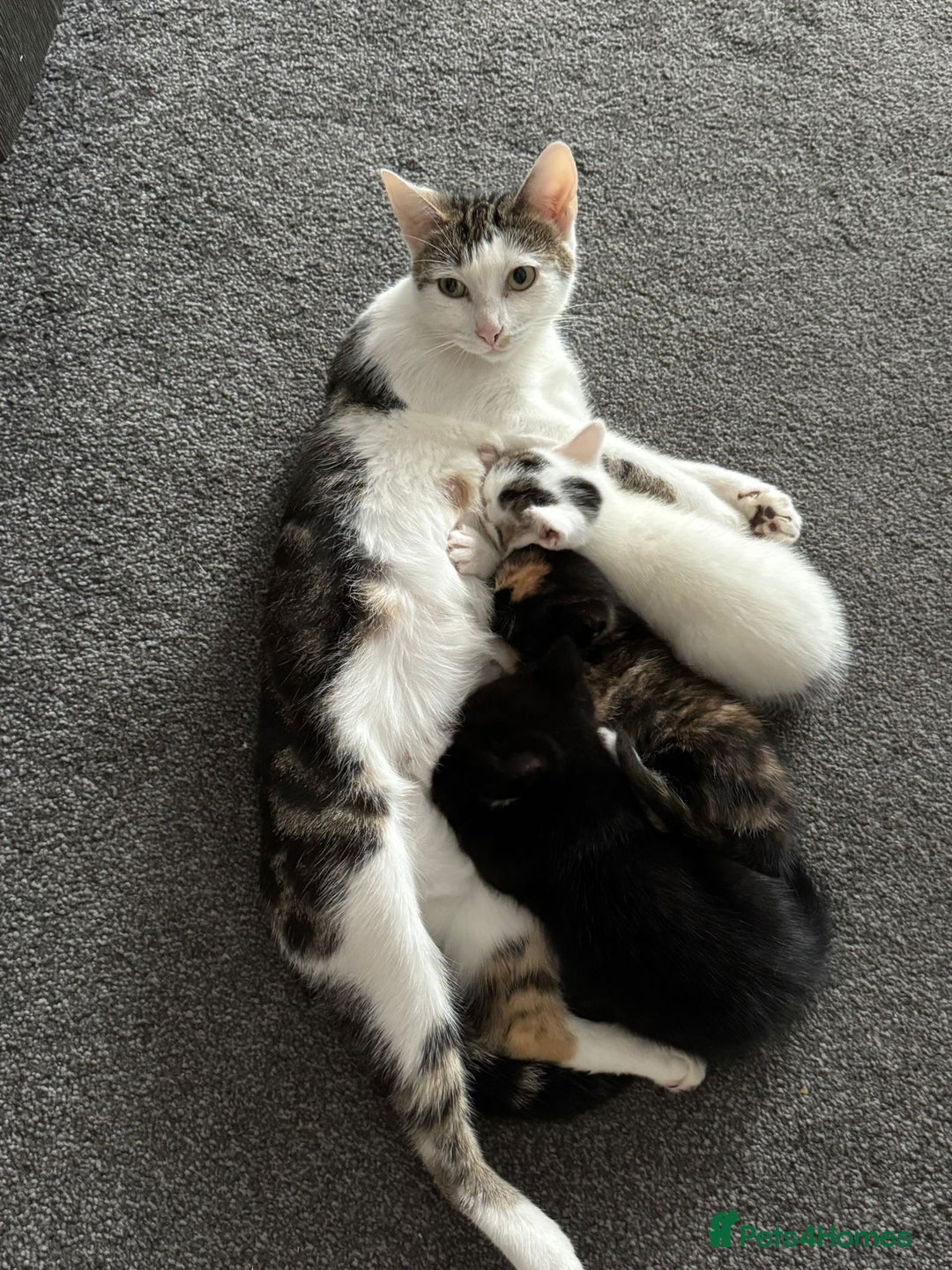 Domestic Shorthair cats for sale: Adorable Kittens for sale for good homes  - Image 5
