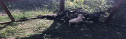Ducks poultry for sale: Indian runner ducklings - Advert 5