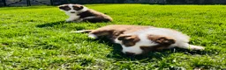 Border Collie dogs for sale: Beautiful Chocolate Tri & Lilac Tri  - Advert 14