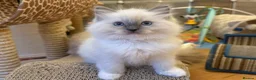 Ragdoll cats for sale: GCCF Registered Ragdoll Kittens - Advert 12