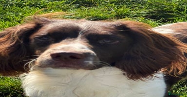 English Springer Spaniel dogs - Advert 7