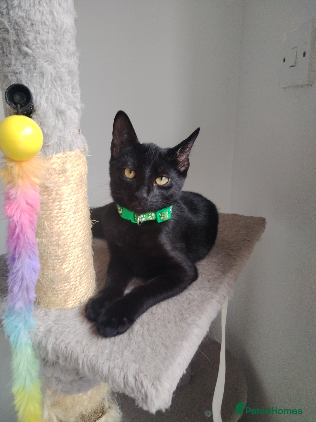 Mixed Breed cats for sale: Kittens  - Image 1