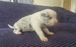 Mixed Breed dogs for sale: Frenchie x Labrador Puppies 17 weeks ready to go - Image 13