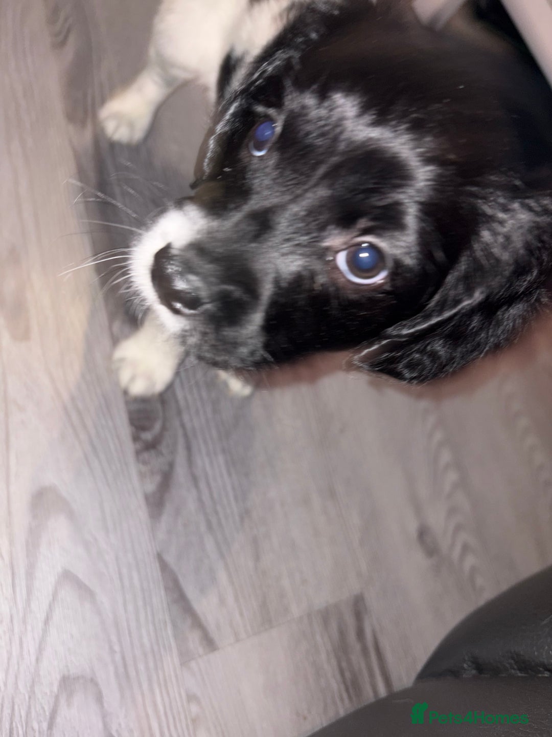 Mixed Breed dogs for sale: Two little black and white male pups left  - Advert 4