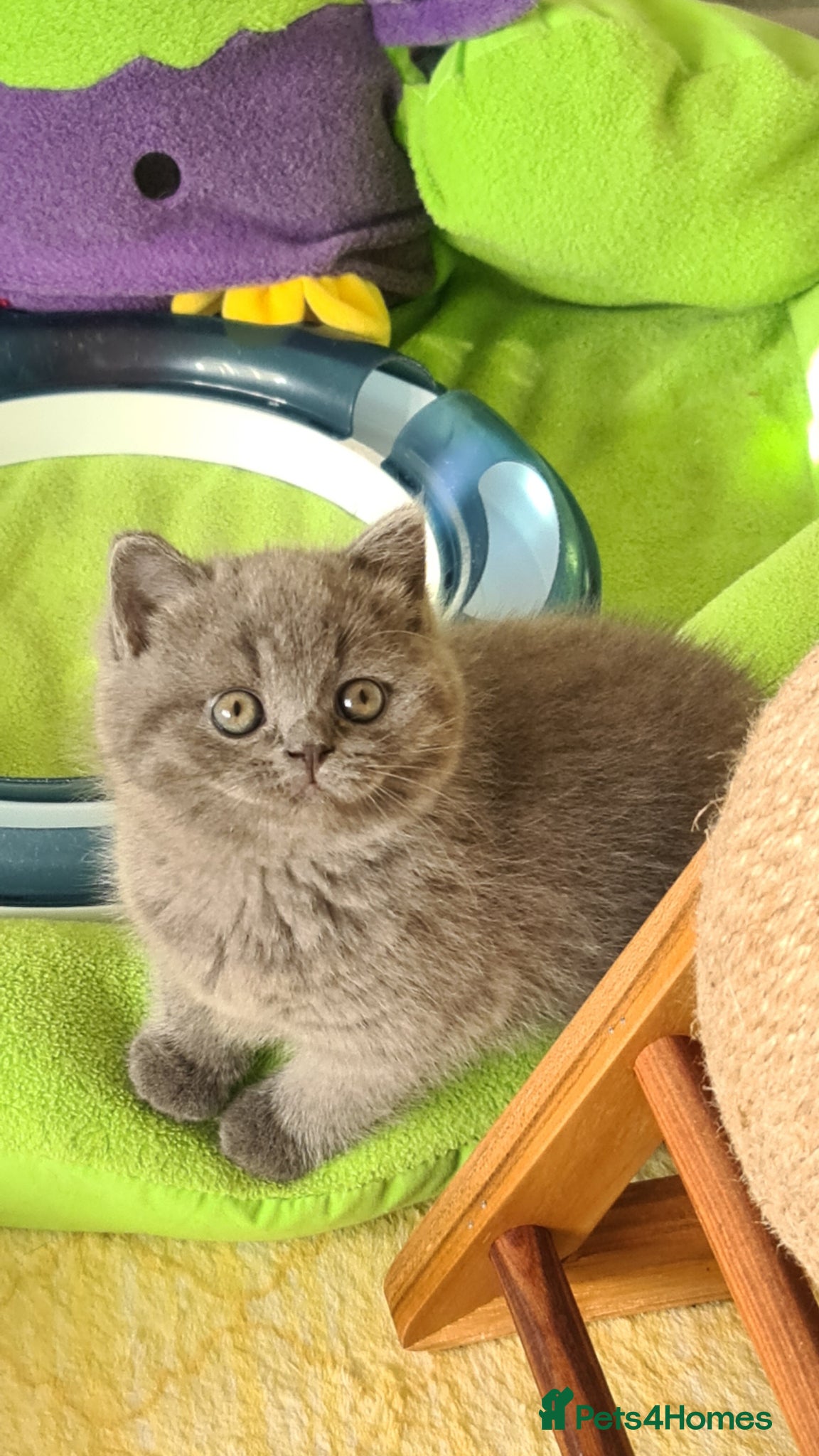 British Shorthair cats 💝GCCF REGISTERED British ShortHair Kittens  - Advert 2
