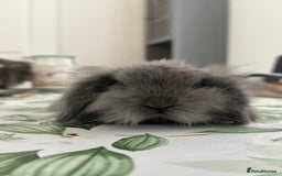 Mini Lion Lop rabbits for sale: Pure mini lion lop bunnies  in Witham - Image 4