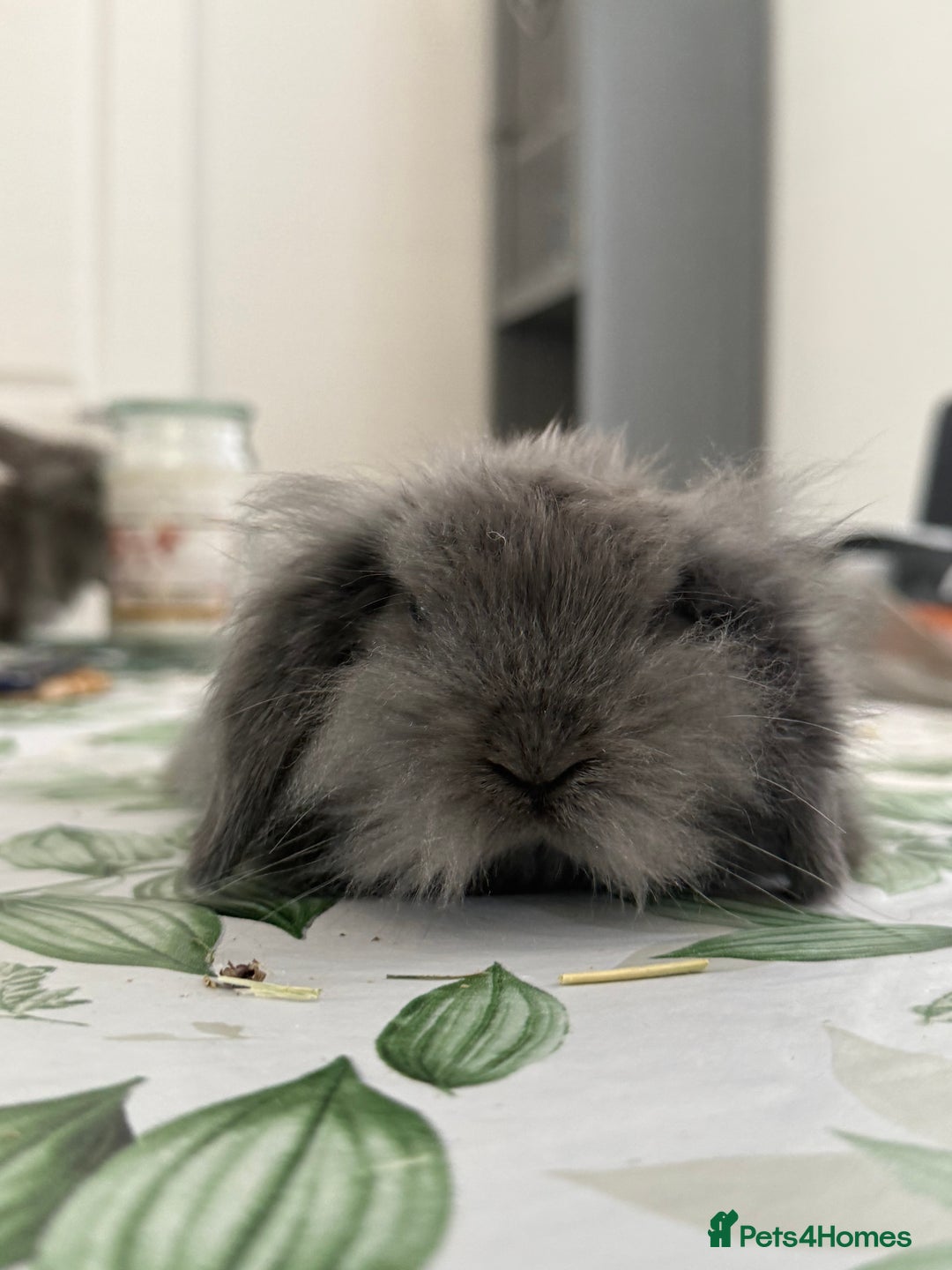 Mini Lion Lop rabbits for sale: Pure mini lion lop bunnies  in Witham - Image 4