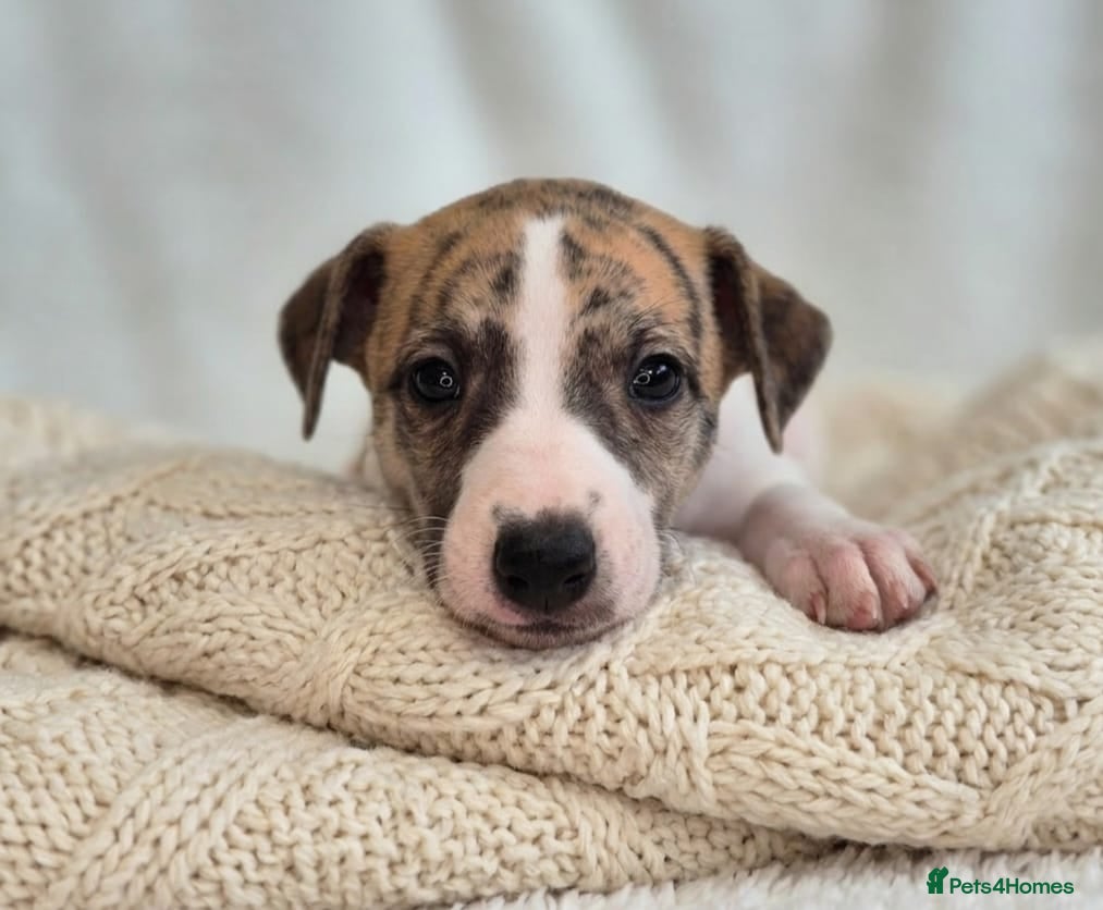 Whippet dogs Stunning Show Quality Ch Sired Whippet Puppies  - Advert 2