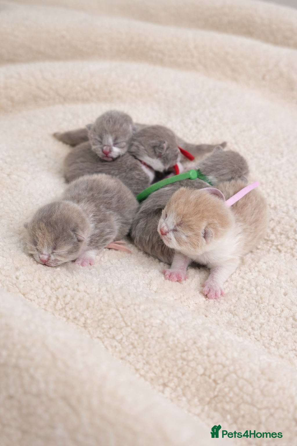 British Shorthair cats 🌟Exceptional quality British shorthair kittens🌟  - Advert 1